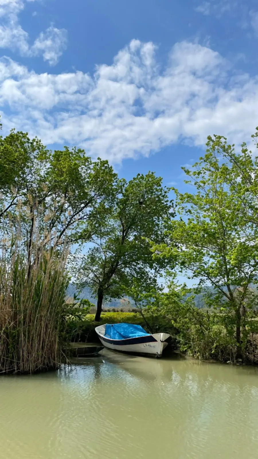 Ein weißes Ruderboot unter Bäumen neben dem Schilf vertäut Ein weißes Ruderboot unter Bäumen neben dem Schilf vertäut