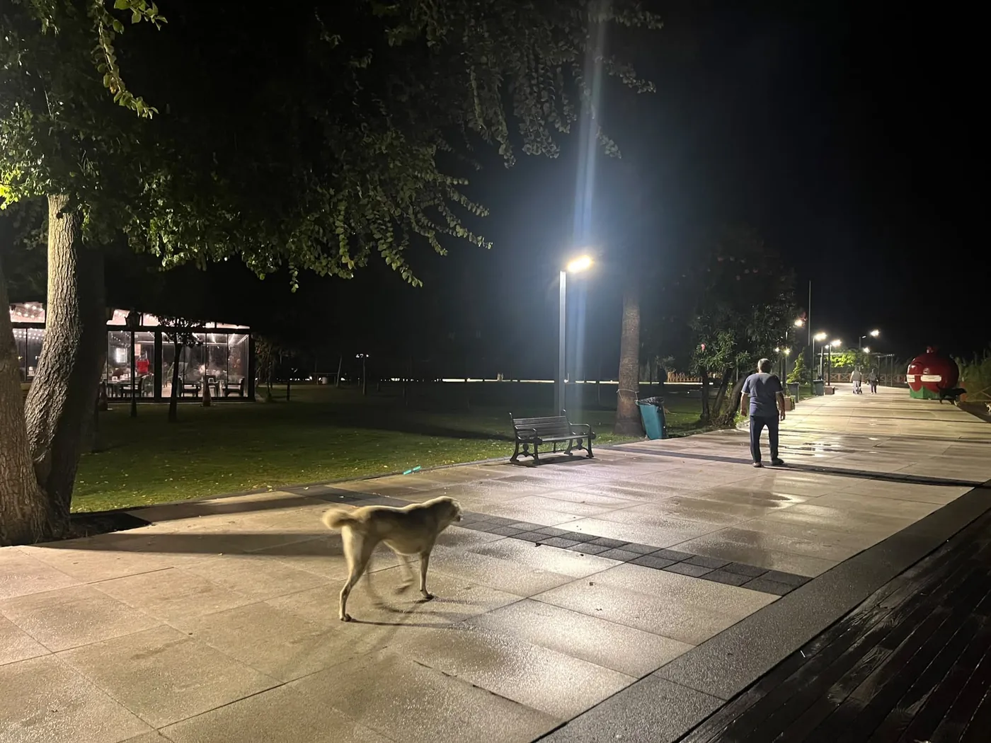 Pies uliczny przechodzi przez oświetloną promenadę, dalej samotny spacerowicz Pies uliczny przechodzi przez oświetloną promenadę, dalej samotny spacerowicz