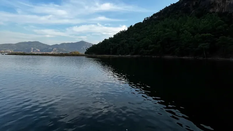 A wooded slope above the river in the evening A wooded slope above the river in the evening