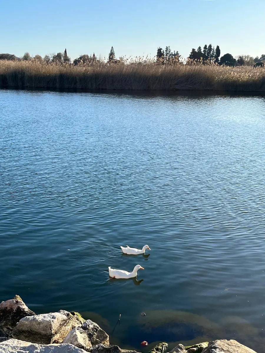 Koycegiz Lake