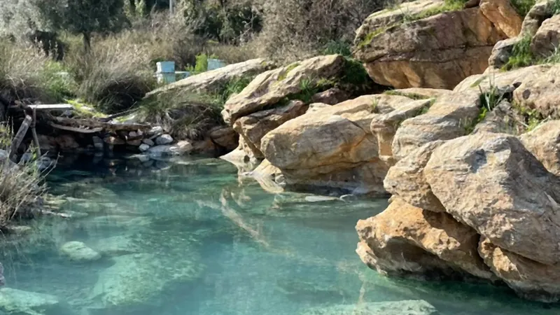 Çamların altında doğal bir termal havuz; berrak suda dip görünüyor Çamların altında doğal bir termal havuz; berrak suda dip görünüyor